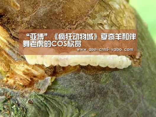 亚博官网